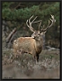 Edelhert, Red Deer, Cervus elaphus Location: the Netherlands edelhert 7D 2916 staand kopie